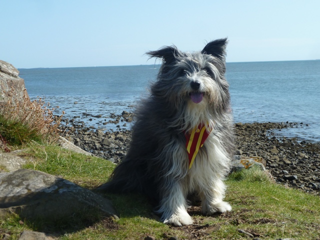 Northumberland Coast Cheviots Dog Friendly Self Catering Holiday